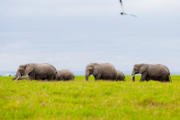 Elephants