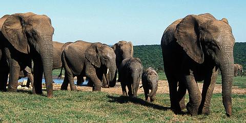 8-Day Private Kruger Family Safari