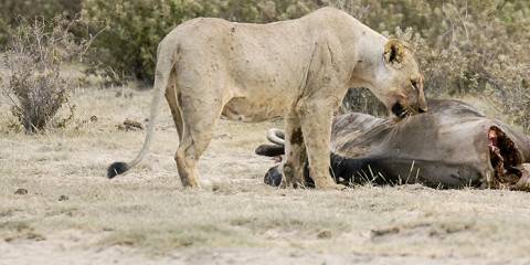 4-Day Masai Mara Wildebeest Migration Budget Safari 2025