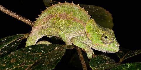 6-Day Lush Rainforests Full of Lemurs and Nature