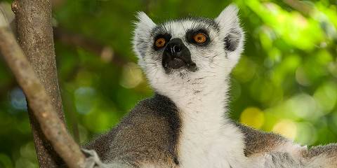 8-Day Magical Madagascar
