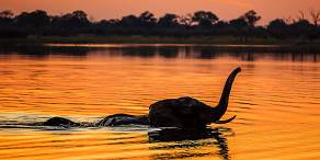 Elephant crossing a river at sunset
