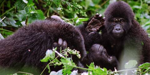 7-Day Gorilla Chimpanzees and Wildlife Tour