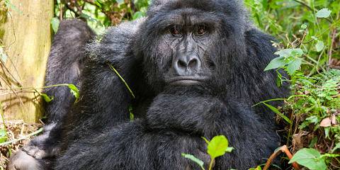 3-Day Gorilla Trekking Tour in Uganda