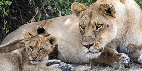 10-Day Luxury Family Botswana Safari