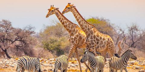 3-Day Etosha Low-Key Unguided Shuttle Safari