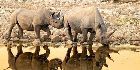 6-Day Namibia Highlights Flying Safari