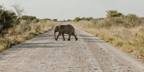 3-Day Eco-Friendly Etosha Self-Drive Safari
