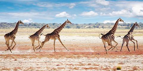 3-Day Etosha Wildlife Express