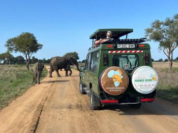 African Pangolin Safaris Photo
