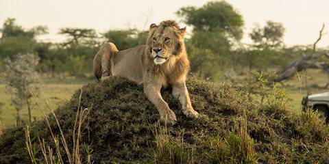 8-Day Big Five Safari