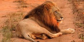 Male lion