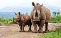 Hluhluwe-iMfolozi Game Reserve