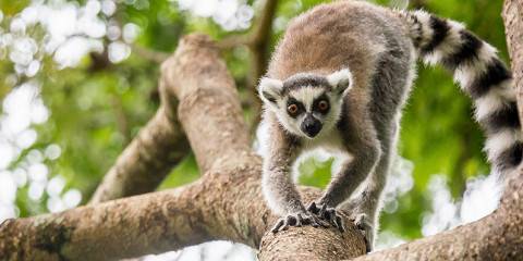 17-Day Madagascar Discovery Tour