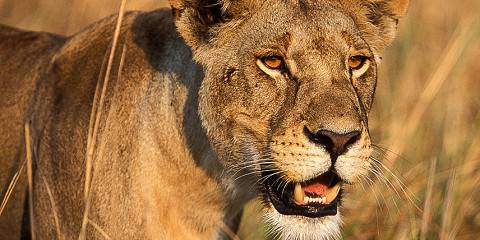 6-Day Private Wildlife & Cultural Safari