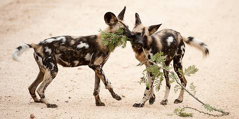 7-Day Bush & Beach Breakaway