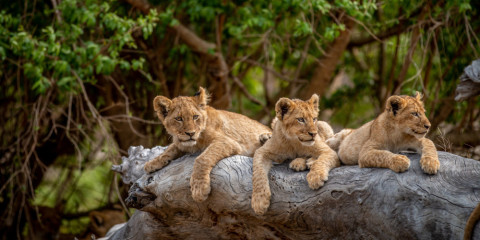 12-Day Luxury Kruger Safari & Mauritius Escape