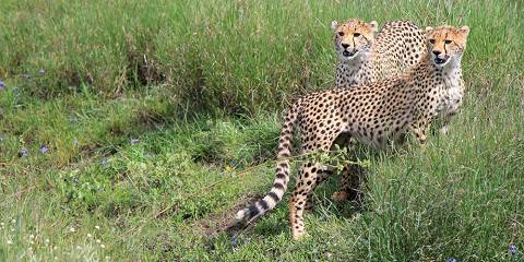 3-Day Private Budget Safari to Masai Mara Game Reserve