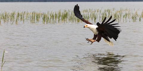 1-Day Lake Naivasha & Hell's Gate Budget Tour