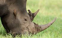 MalaMala Private Game Reserve