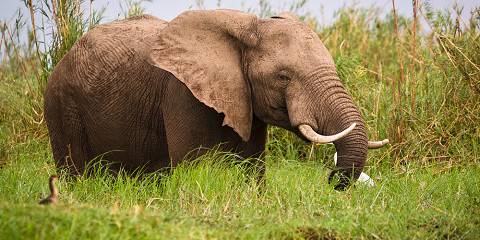 3-Day Hwange Game Drives and Miombo Safari Camp