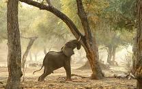 Mana Pools National Park