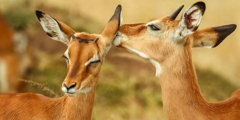 4-Day Luxury Samburu NR and Olpejeta Conservancy