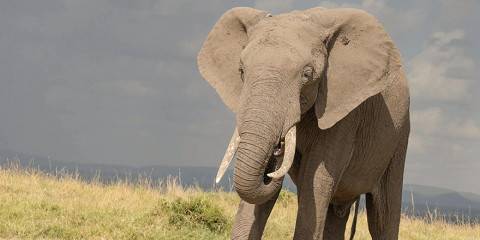8-Day Mara-Nakuru-Naivasha-Amboseli Budget Safari2025-26