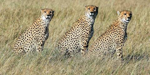 6-Day Amboseli, Lake Naivasha and Mara - Luxury