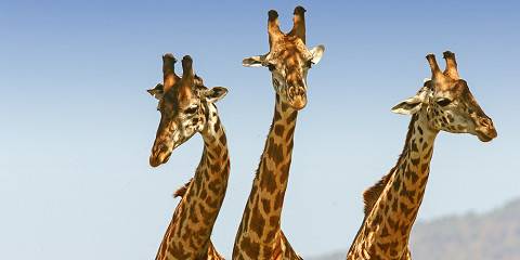 5-Day Luxury Lake Naivasha, Lake Nakuru & Masai Mara