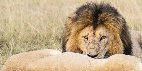 3-Day Masai Mara 4x4 Jeep Group Tour Kenya Budget Safari