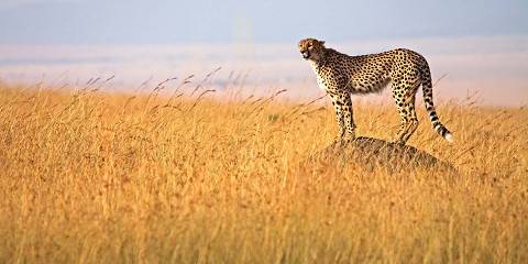 5-Day Luxury Safari to Olpejeta, Lake Nakuru, Masai Mara