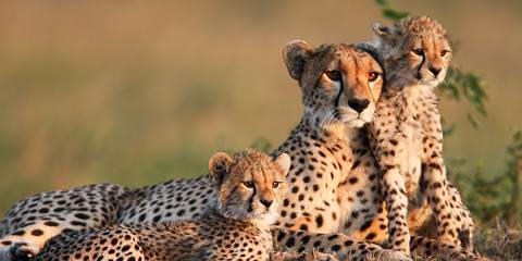 3-Day Masai Mara Sopa Shared Group
