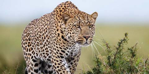 7-Day Roaring Kenya - Mid-Range