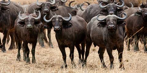 8-Day Unforgettable Family Wildlife & Cultural Adventure