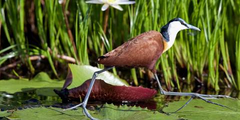 10-Day Botswana off the Beaten Path Adventure