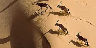 Top Rated Safari Tour Operators: Namibia