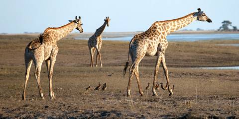 1-Day Nxai National Park