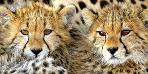 Cheetah cubs