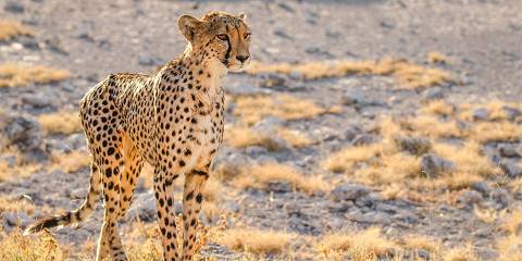 3-Day Etosha Unguided Shuttle Safari
