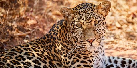 5-Day Wonderful Experience to the Wildlife