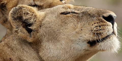 3-Day Pilanesberg Luxury Safari at Ivory Tree Game Lodge