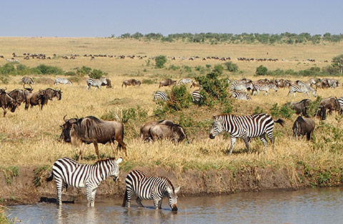 Zebras and wildebeest at Masai Mara National Reserve, Kenya
