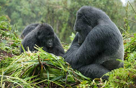 Mountain gorillas in the rain at Volcanoes National Park, Rwanda