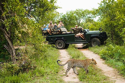 Leopard in front of safari vehicle at Sabi Sand Game Reserve, South Africa