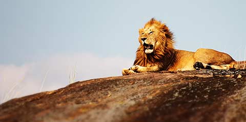 Serengeti male lion
