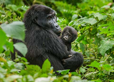 Mountain gorilla with baby in the forest at Bwindi Impenetrable National Park, Uganda
