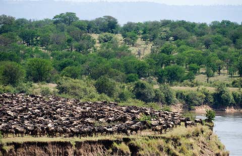 Wildebeest migration at the Mara River in Serengeti National Park, Tanzania