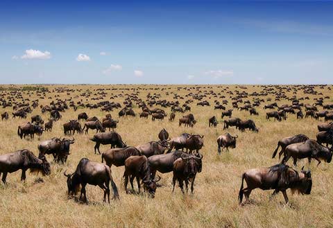 Thousands of wildebeest grazing in Masai Mara National Reserve, Kenya