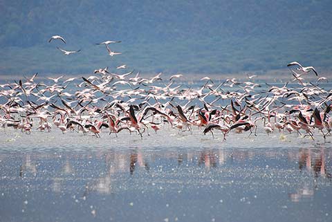 A big flock of flamingos in Lake Bogoria National Reserve, Kenya